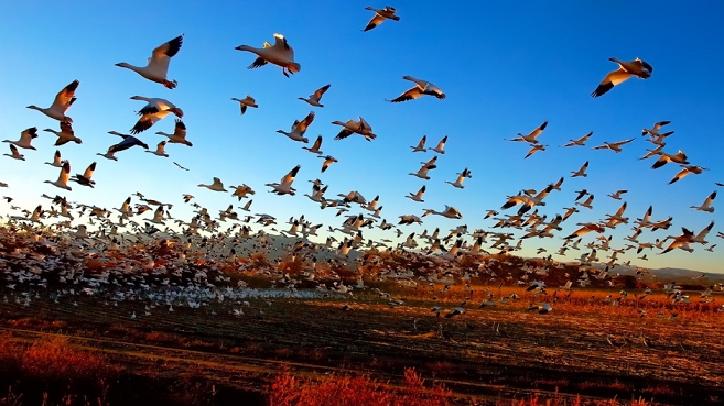 Migración de aves